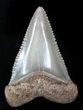 Beautiful, Fossil Great White Shark Tooth - Florida #34777-2